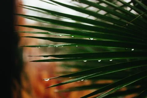 Palm tree leaf and drops in rainy autumnal fall garden. Wet sharp bush leaves Stock Photos