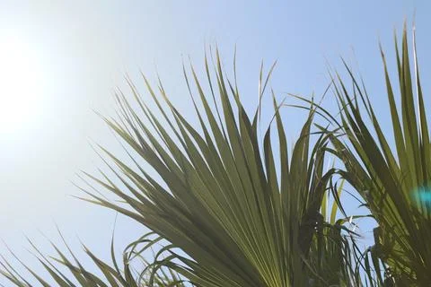 Palm Tree Leaf and Sunshine Stock Photos