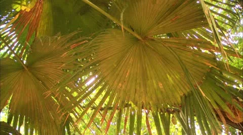 Palm Tree Leaf and Vine in Tijuca Forest, Brazil HD Video Stock Footage 22148215
