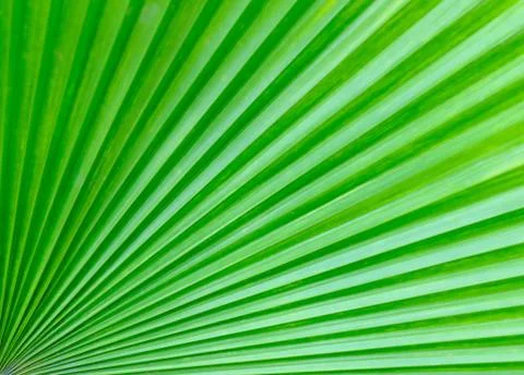 Palm Tree Leaf Background Stock Photos