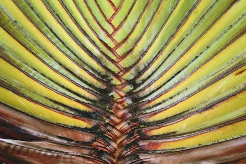 Palm tree leaf background texture Foto stock