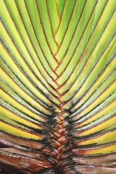 Palm tree leaf background texture Stock Photos