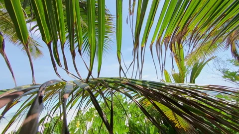 Palm tree leaf on beach, Sangeli Island, Kaafu Atoll, Maldives Stock Footage 146634824