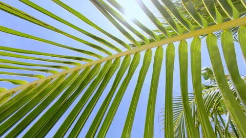 Palm tree leaf on beach, Sangeli Island, Kaafu Atoll, Maldives Video stock 146635268