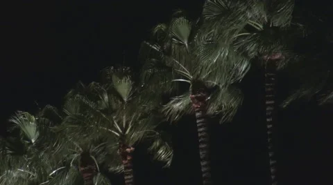 Palm tree leaf blow wind night strong storm tropical exotic island heavy cyclone Stock Footage 43734092