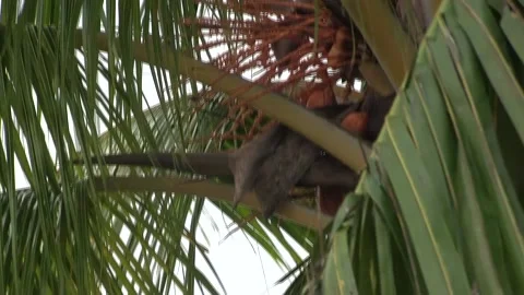 Palm tree leaf blowing lose up Stock Footage 142969872