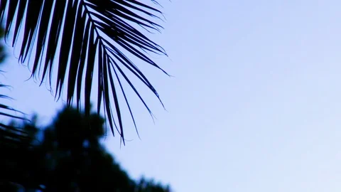 Palm Tree leaf blowing slowly in the afternoon blue sky. Video stock 91467188