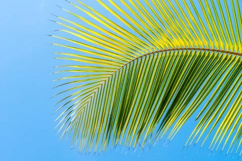 Palm tree leaf on blue clean sky background Stock Photos