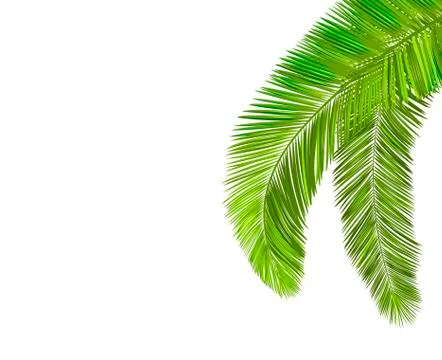 Palm tree leaf branch Stock-Illustration