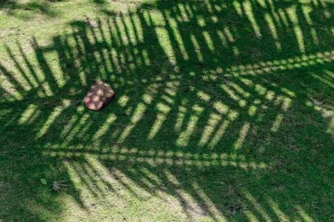 Palm tree leaf casting the shadow on green grass Stock Photos