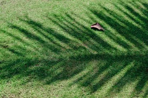 Palm tree leaf casting the shadow on green grass Stock Photos