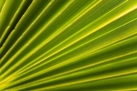 Palm tree leaf close-up macro photo Stock Photos