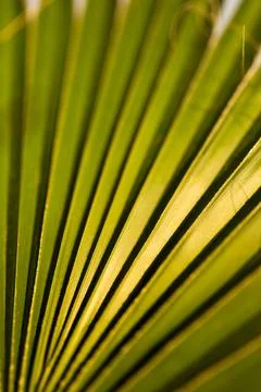 Palm tree leaf close-up macro photo Stock Photos