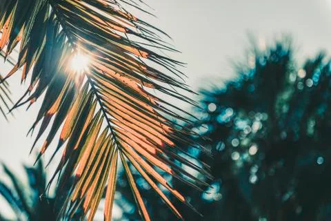 Palm tree leaf covering the bright of the sun Foto stock