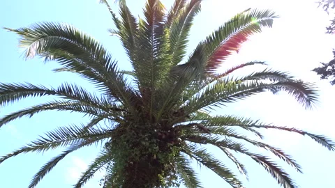Palm tree leaf crown against the sky Stock Footage 300103664