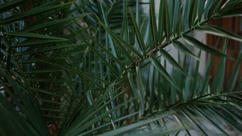 Palm tree leaf detail in town footage Video stock 82712283