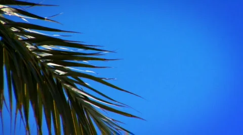 Palm Tree Leaf Stock-Footage 93171