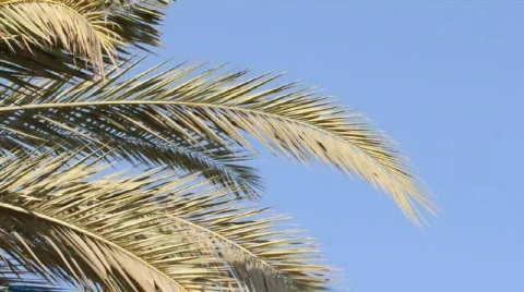 Palm Tree Leaf Stock Footage 319537