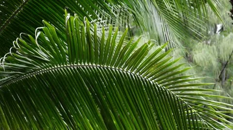 Palm Tree Leaf Stock Footage 12292891