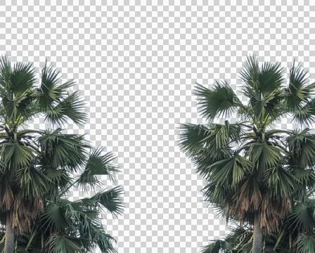 Palm tree leaf frame isolated, Isolated palm tree and green palm leaves Foto stock