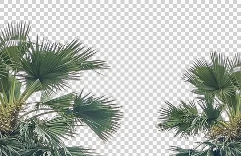 Palm tree leaf frame isolated, Isolated palm tree and green palm Stock Photos