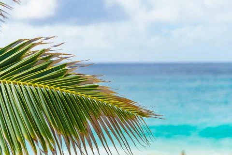A palm tree leaf hanging over a beach with the ocean in the background Stock Photos