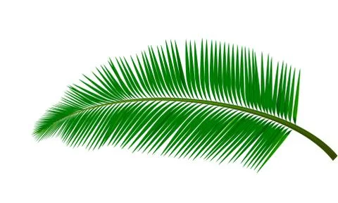 Palm tree leaf Stock Illustration