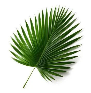 Palm tree leaf isolated Stock Photos
