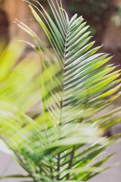 Palm tree leaf in outdoor garden under warm sunshine Stock Photos