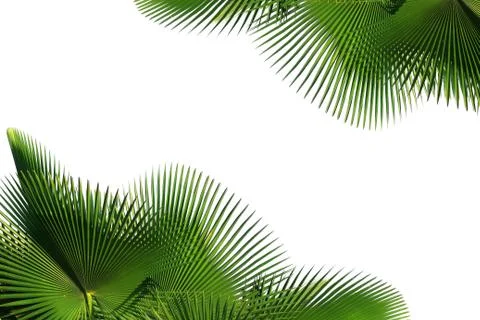Palm tree leaf Stock Photos