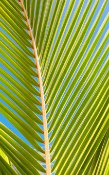 Palm tree leaf Stock Photos