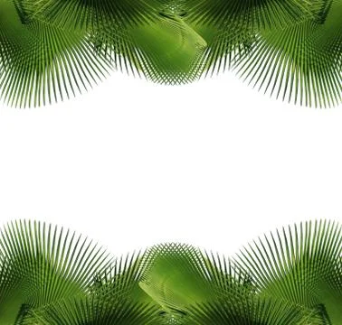 Palm tree leaf Stock Photos