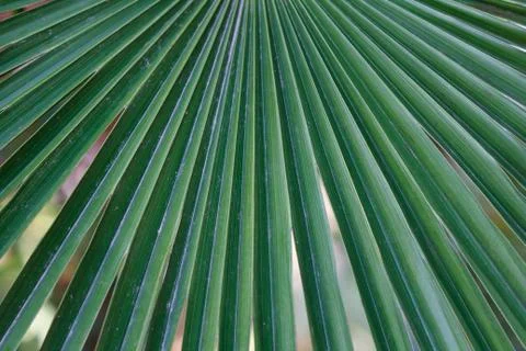 Palm tree leaf Stock Photos