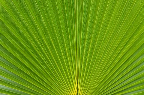 Palm tree leaf Stock Photos