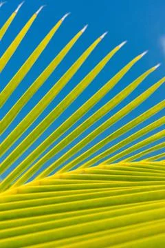Palm tree leaf Stock Photos