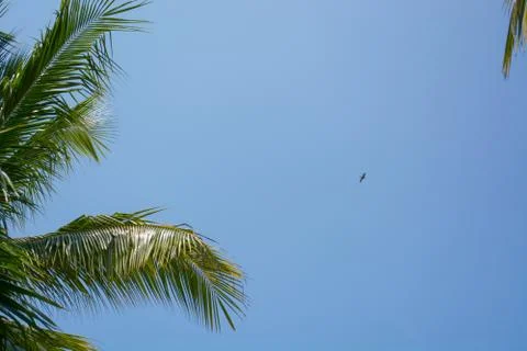Palm tree leaf Stock Photos