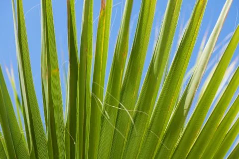 Palm tree leaf Stock Photos