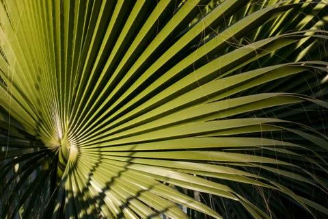 Palm tree leaf Stock Photos
