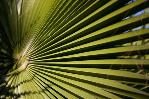 Palm tree leaf Stock Photos