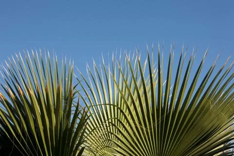 Palm tree leaf Stock Photos