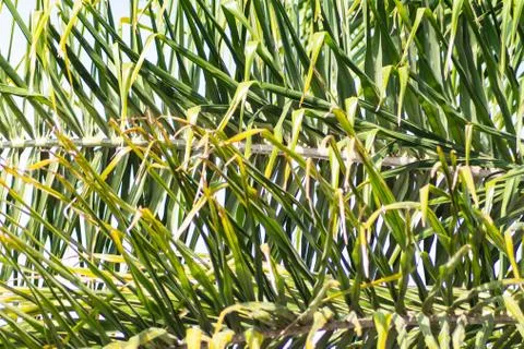 Palm tree leaf 스톡 사진