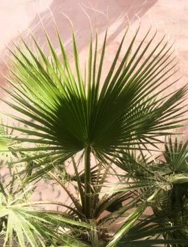 Palm tree leaf on pink wall background. Tropical background. Stock Photos