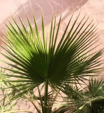 Palm tree leaf on pink wall background. Tropical background. Stock Photos