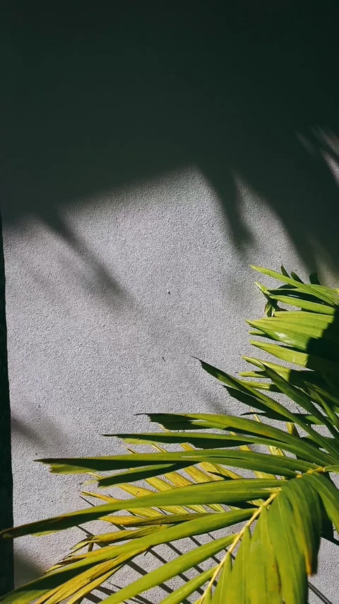 Palm tree leaf, plant, green, leaf, nature, tree, isolated, white, Stock Footage 238400840