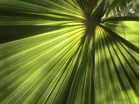 Palm tree leaf radiating like rays out from the centre in the a Sunny day Stock Photos