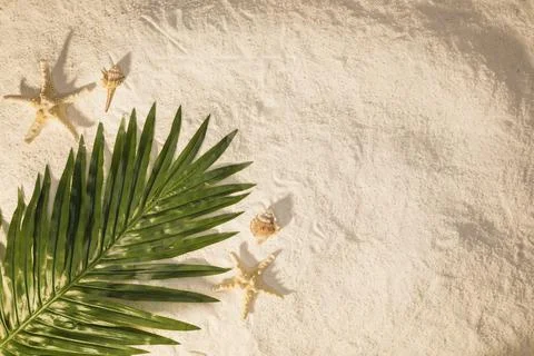 Palm tree leaf sand . High quality and resolution beautiful photo concept Stock Photos