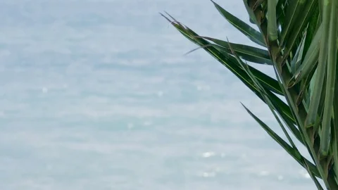 Palm tree leaf with sea background. Video stock 76384685