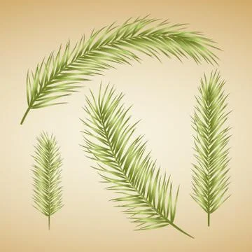 Palm tree leaf set Stock Illustration