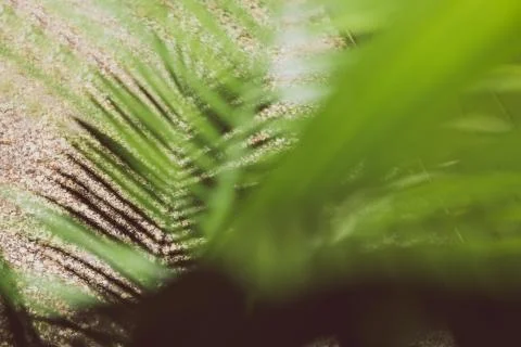 Palm tree leaf shadow with bokeh of the plant Stock Photos