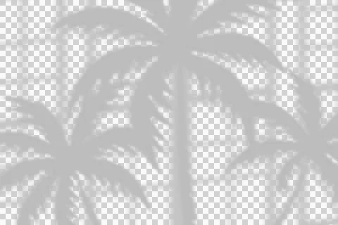 Palm tree leaf shadow overlay on window frame background for creative graphic . Illustrazione stock